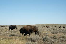 Big Money Is Building A New Kind Of National Park In The Great Plains National Parks National Wildlife Refuge Wildlife Sanctuary