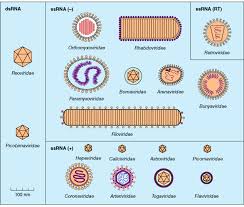 Viruses infect all life forms, from animals and plants to microorganisms, including bacteria and archaea. Virus Classification Accessscience From Mcgraw Hill Education
