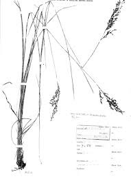 Image result for Scleria pooides