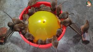 100m consumers helped this year. How To Trap Mice With Balloons 2020 Mouse Trap Diy Balloons Baloon Diy