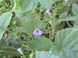 Image result for Ipomoea dichroa