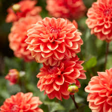 Image result for Dahlia Darkarin`