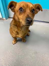 Mitchell County Animal Rescue, Inc-North Carolina