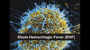 Ebola Hemorrhagic Fever Ehf Youtube