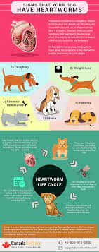 We did not find results for: 5 Signs That Indicate Your Dog Has Heartworms Infographic Heartworm Your Dog Dog Infographic