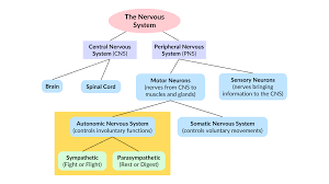 Image result for Sympathetic Nervous System