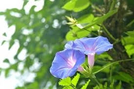 琉球朝顔 オーシャンブルー の育て方と花言葉 Horti ホルティ By Greensnap