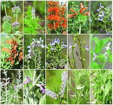 Image result for Tephrosia tanganicensis