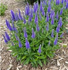 Image result for Cyanotis longifolia