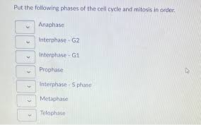Activities that occur include increase in the size of the cell and dna synthesis. Solved Put The Following Phases Of The Cell Cycle And Mit Chegg Com