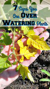Check spelling or type a new query. 7 Signs You Are Over Watering Plants Reuse Grow Enjoy