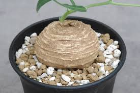 Image result for Trochomeria polymorpha