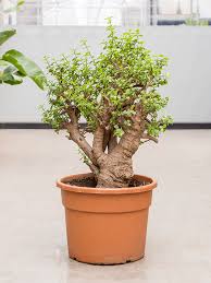 As araucarias, inclusive o piñeiro do paraná ( araucaria angustifolia) son excelentes plantas para seren cultivadas coma árboriñas a xeito de ' bonsai ' oriental, conforme as antigas tradicións da china e do xapón. Portulacaria Afra Busch 40 32 Erdkultur Kaufen Nieuwkoop Europe