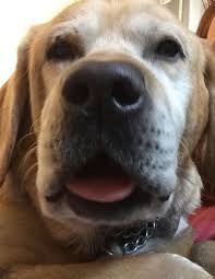 19 Slightly Odd Things All Dog Owners Have Done At Some Point Dog Owners Dogs Dog Person