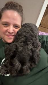 Miniature schnauzer loves climbing and sleeping