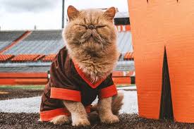 Pudge the cat. Credit : BGSU Athletics