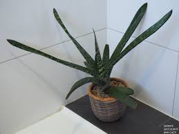 Image result for Habenaria galactantha