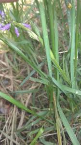Image result for Polygala ohlendorfiana