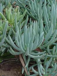 Image result for Senecio striatifolius