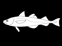 Das alaska seelachs quartett schwimmt nicht gern im trüben wasser. Alaska Seelachs Fischbestande