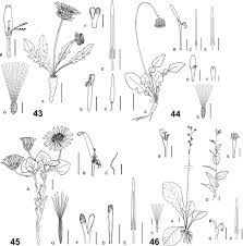 Image result for Pleiotaxis pulcherrima