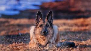 Some images are hidden because they can no longer be found or have been removed by the file host. German Shepherd Wallpapers 1920x1080 Full Hd 1080p Desktop Backgrounds