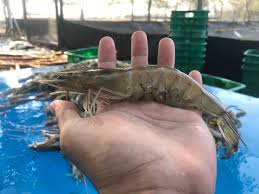 15.624 resep udang besar ala rumahan yang mudah dan enak dari komunitas memasak terbesar dunia! Inilah Udang Jerbung Masa Depan Bisnis Udang Nasional Mongabay Co Id