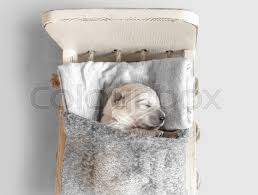 Maybe you would like to learn more about one of these? Top View Of Cute Newborn Golden Stock Image Colourbox