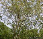 Image result for Pterocarpus lucens