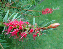 Image result for Callistemon