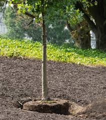 5 Superbes Petits Arbres Pour Petit Jardin En 2020 Arbres Pour Petit Jardin Petit Arbre Jardins
