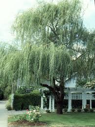 Image result for Salix