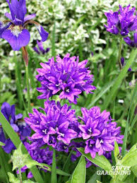 A List Of Cottage Garden Plants The Ultimate Guide Flower Garden Plans Cottage Garden Plants Cottage Garden