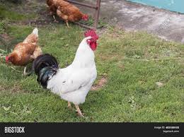 Maybe you would like to learn more about one of these? White Rooster Black Image Photo Free Trial Bigstock