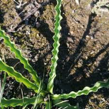 Image result for Drimia elata