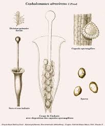 Image result for Trichomanes crispiforme