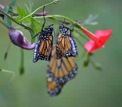 They live in the northern region of the continent during the summer and. Make Food For Struggling Monarch Butterflies Using Your Leftovers Monarch Butterfly Raising Monarch Butterflies Butterfly Food