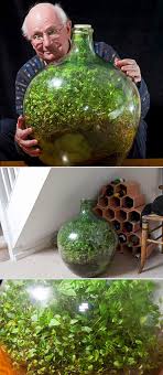 This Is What Happens When You Don T Water A Sealed Garden For 42 Years Techeblog Closed Terrarium Plants Bottle Garden Terrarium Plants