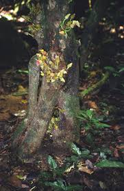 Image result for Artabotrys likimensis