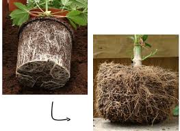 4.7 out of 5 stars. Fabric Pots Vs Plastic Pots Why You Need To Change Right Now