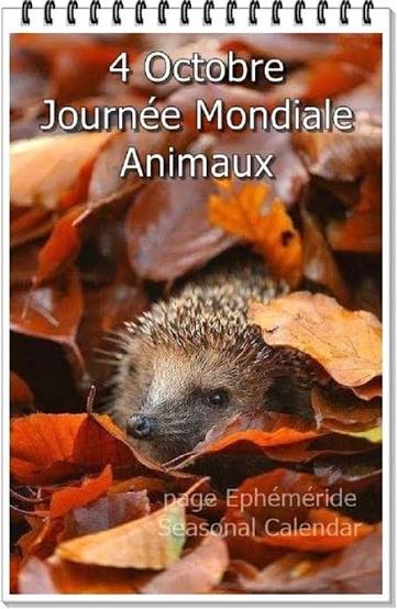 4 Octobre Journée Mondiale Animaux" - Hérisson ...
