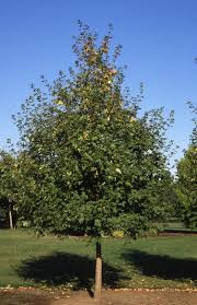 Image result for bigtooth maple