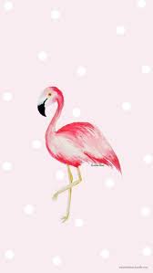 صورة ذات صلة flamingo wallpaper flamingo iphone wallpaper
