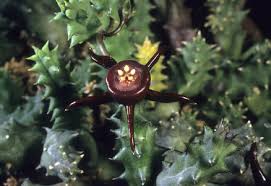 Image result for Orbea paradoxa