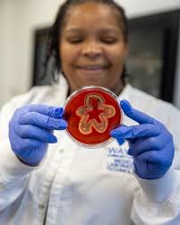 This holiday season, our first-year Medical Laboratory Technology students  got artistic with bacteria! 🦠 Using E. Coli and S. Aureus as their medium,  they created festive microbiology designs that grew over the