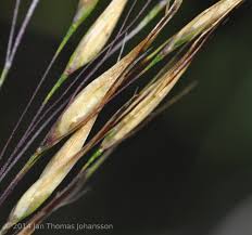 Image result for Aristida diffusa