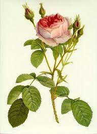 The Feathered Nest Knowing When To Stop Is A Good Thing Botanical Drawings Botanical Prints Botanical Flowers