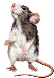 Mousedrawing Mouse Drawing Draw Art Illustration Farecizimi Fare Cizim Sanat Hayvan Illustration Hayvanlar