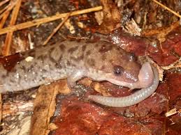 Image result for Macrotyloma rupestre × densiflo