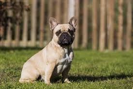 Aber alles gegenseitig 69 stellung usw bei der frau das lecken und. Franzosische Bulldogge Steckbrief Charakter Wesen Haltung